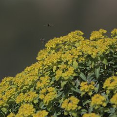 30.3.2013 257